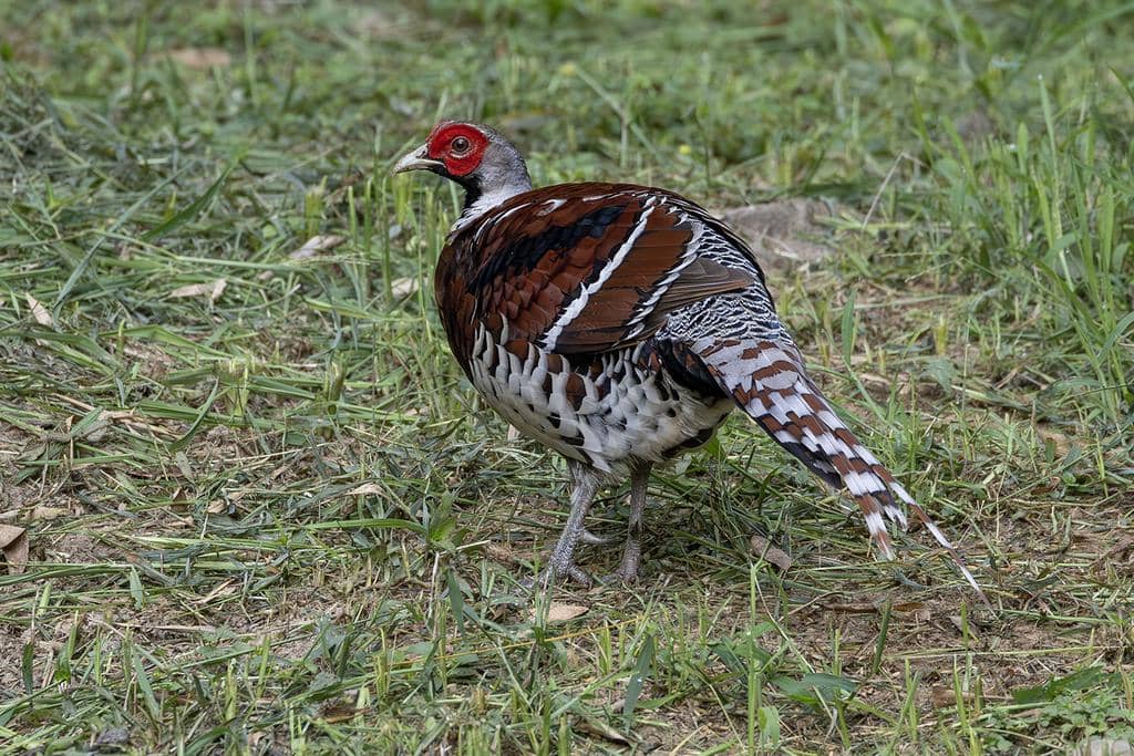Burung Syrmaticus ellioti