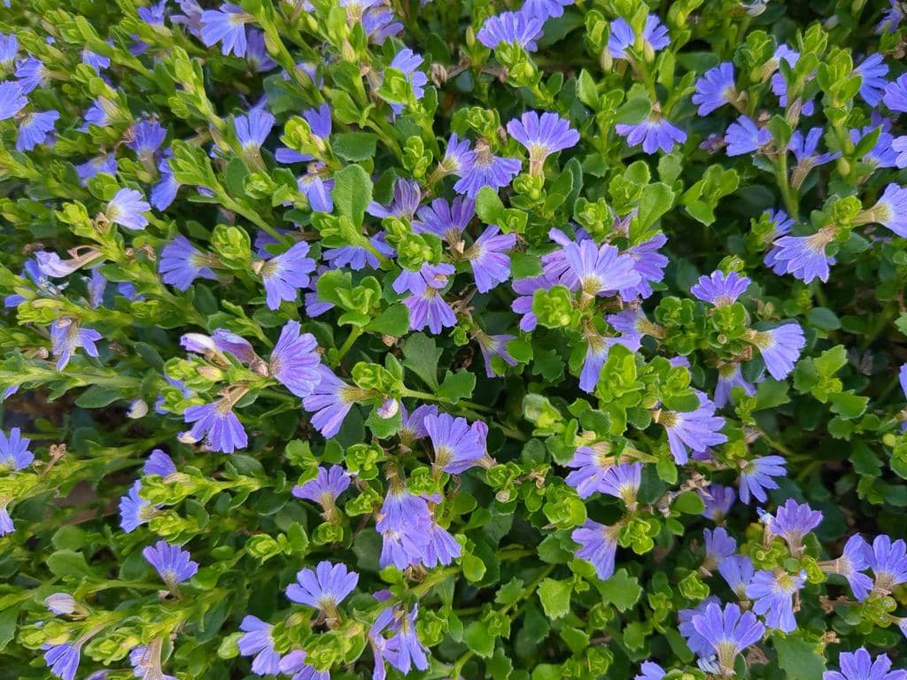 Bunga Scaevola aemula