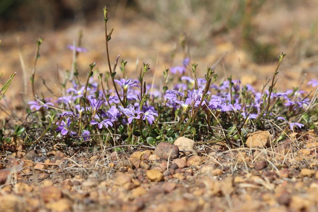 Bunga Scaevola aemula