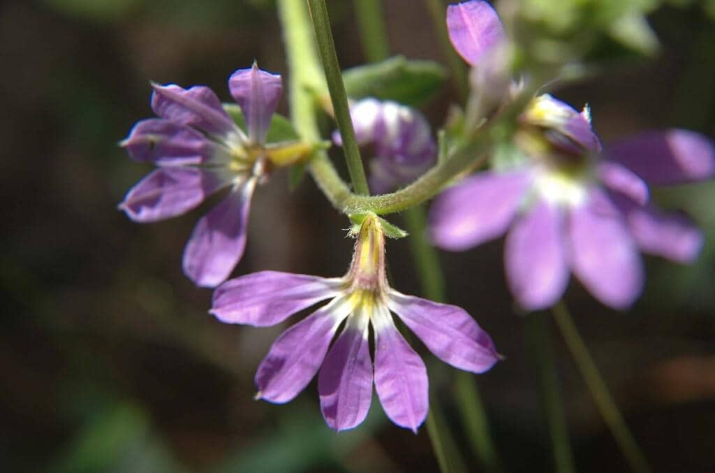Bunga Scaevola aemula