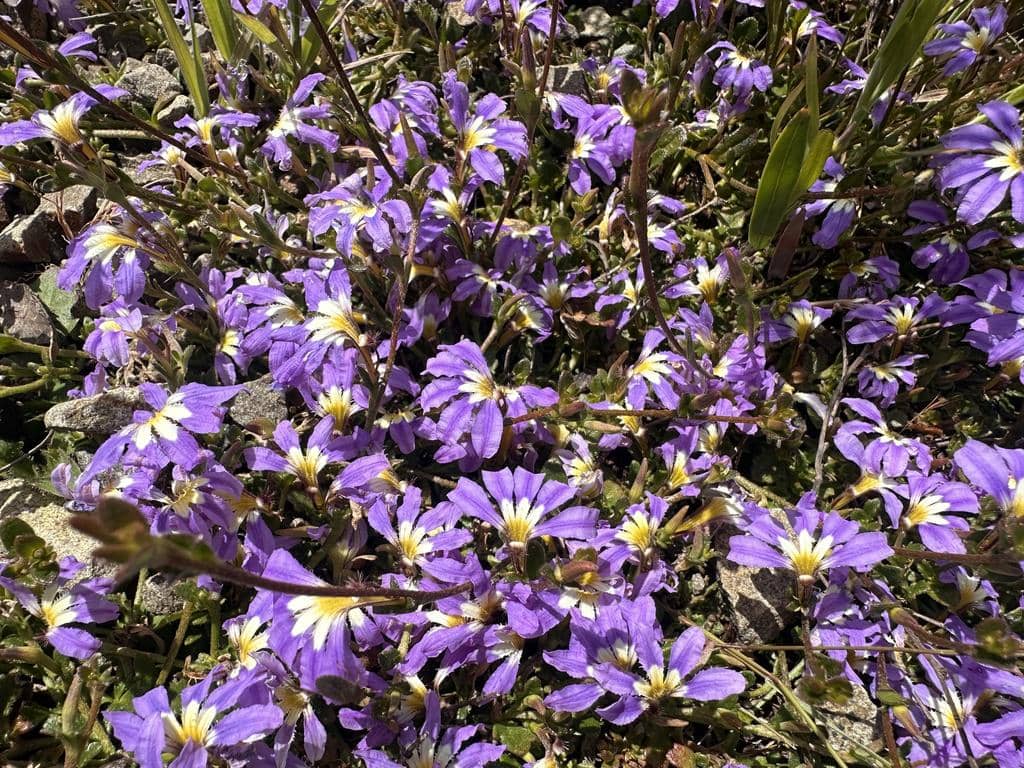 Bunga Scaevola aemula