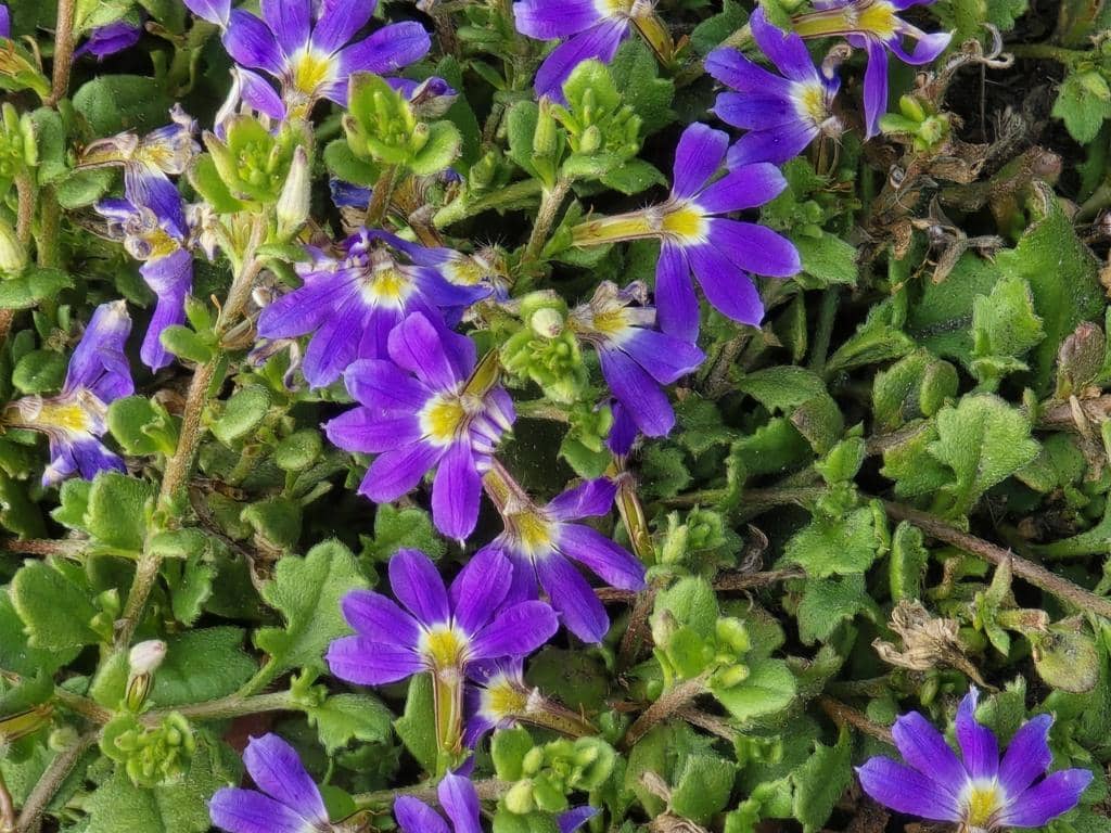 Bunga Scaevola aemula