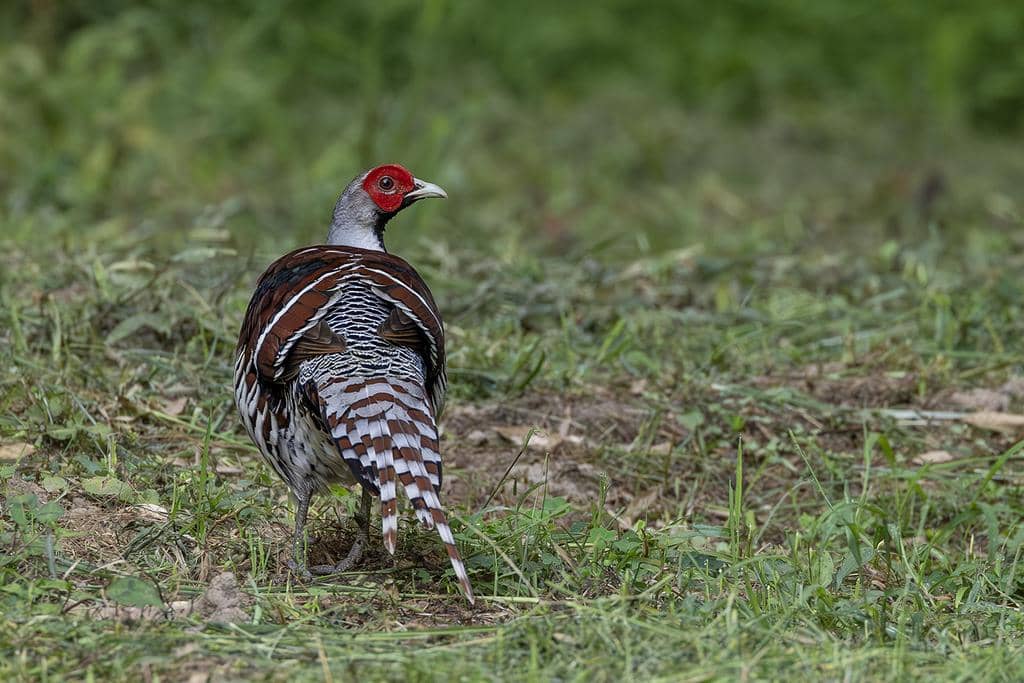 Burung Syrmaticus ellioti