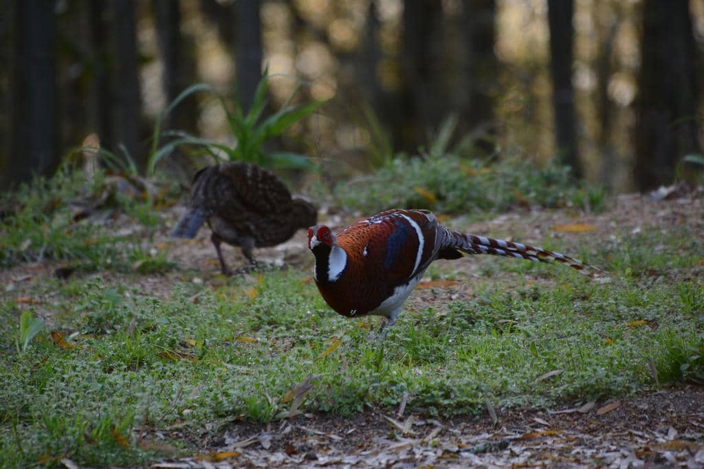 Burung Syrmaticus ellioti