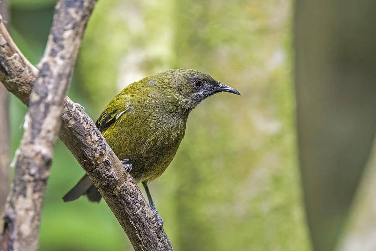 7 Fakta Burung Lonceng Selandia Baru, Suaranya Merdu Mirip Lonceng