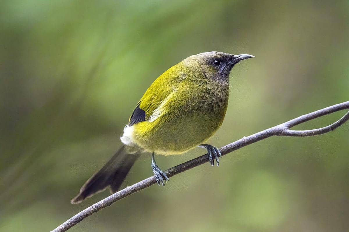 Burung lonceng Selandia Baru (Anthornis melanura) jantan.