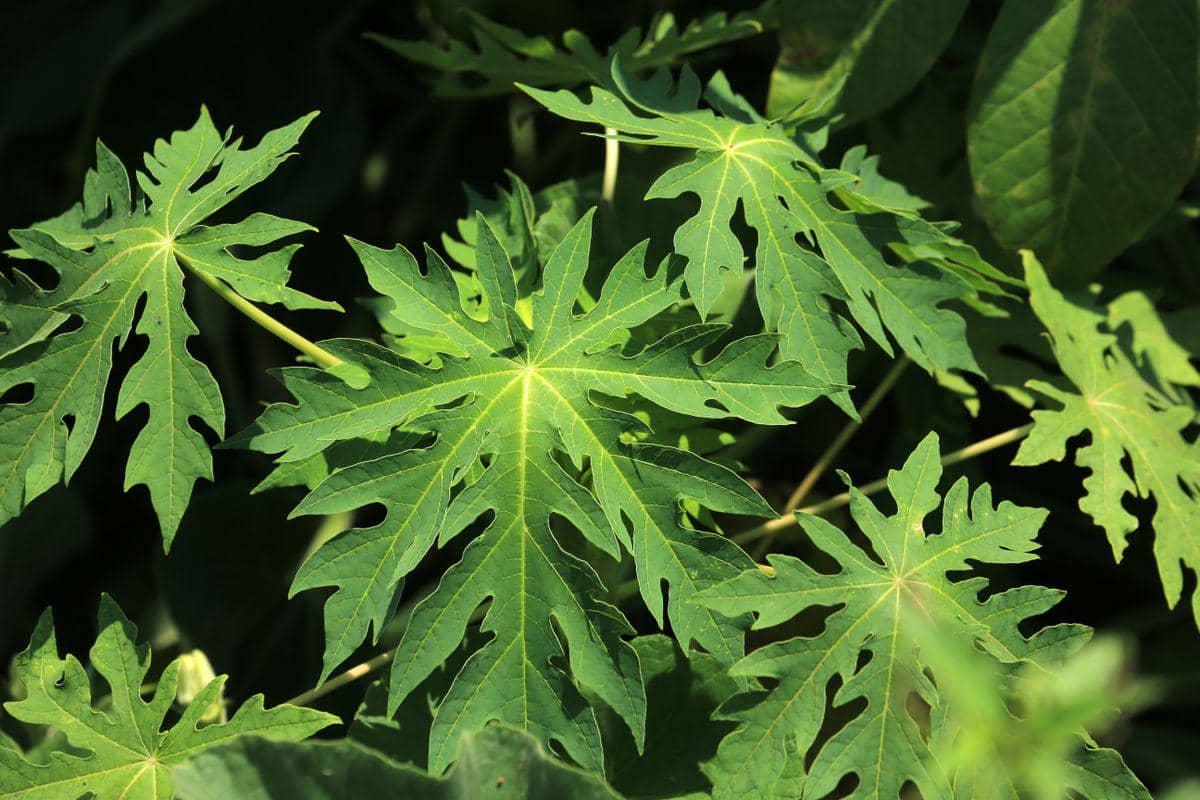 Apakah Soda Kue Bisa Menghilangkan Rasa Pahit pada Daun Pepaya?