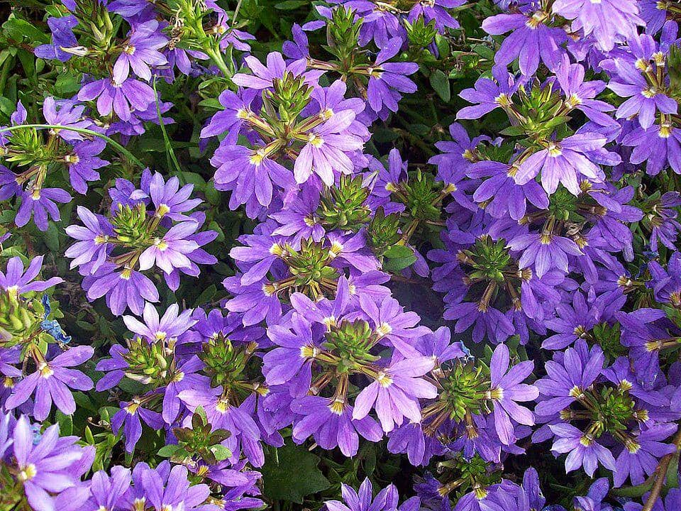 5 Fakta Fairy Fan Flower, Bunga Australia dengan Bentuk Setengah Kipas