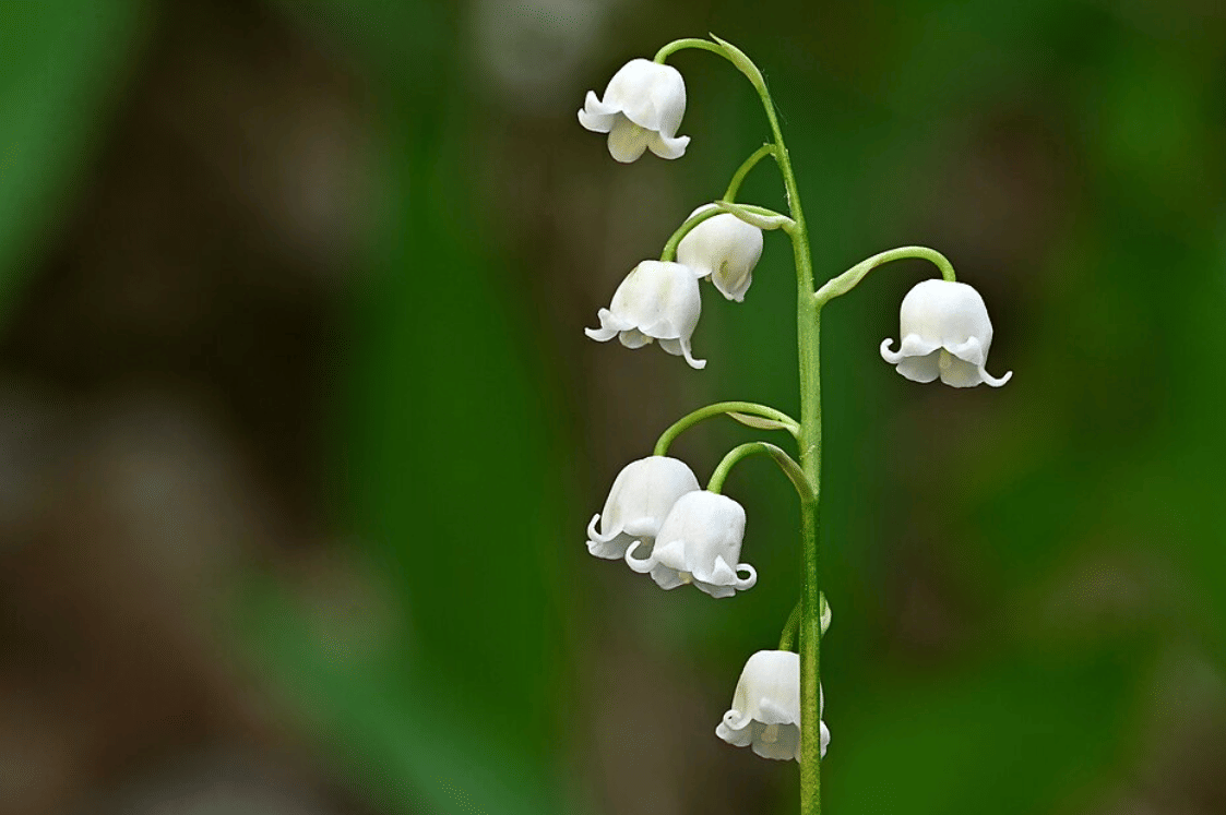 Ilustrasi bunga lily of the valley dengan rangkaian bunga putih berbentuk lonceng dan daun hijau memanjang.