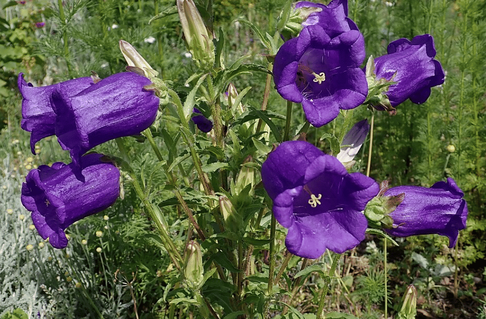 Ilustrasi bunga canterbury bells berwarna ungu kebiruan dengan kelopak berbentuk lonceng di antara daun hijau.