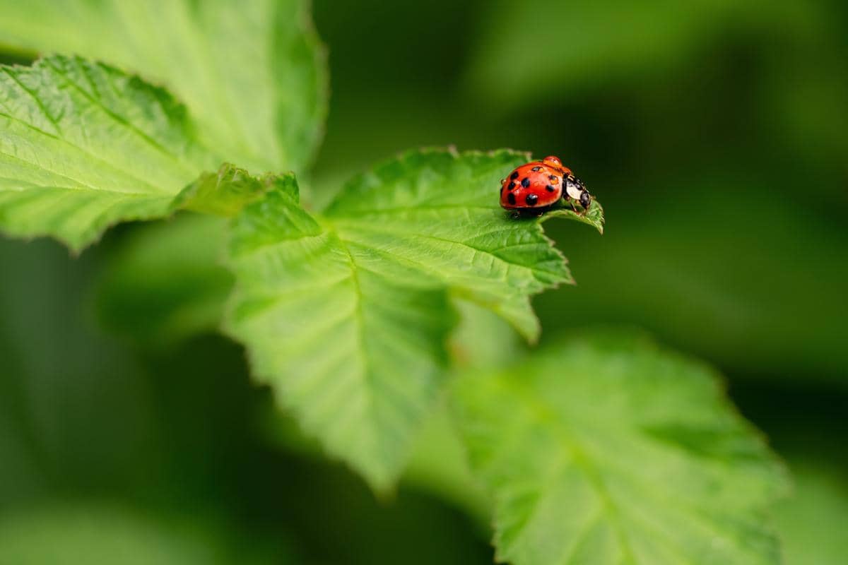 5 Cara Mengenali Hama pada Daun Tanaman, Periksa Sebelum Menyebar!