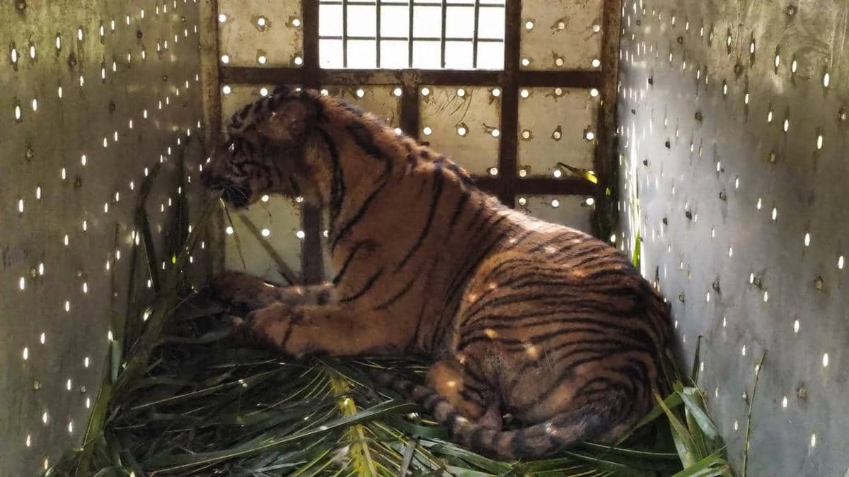 Anak Harimau Sumatra Jering Dilepasliarkan ke TNGL Setelah Sehat
