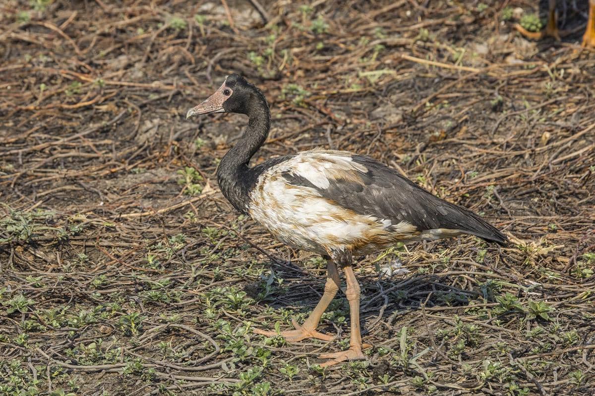 ilustrasi magpie goose yang bercakar kaki kuat