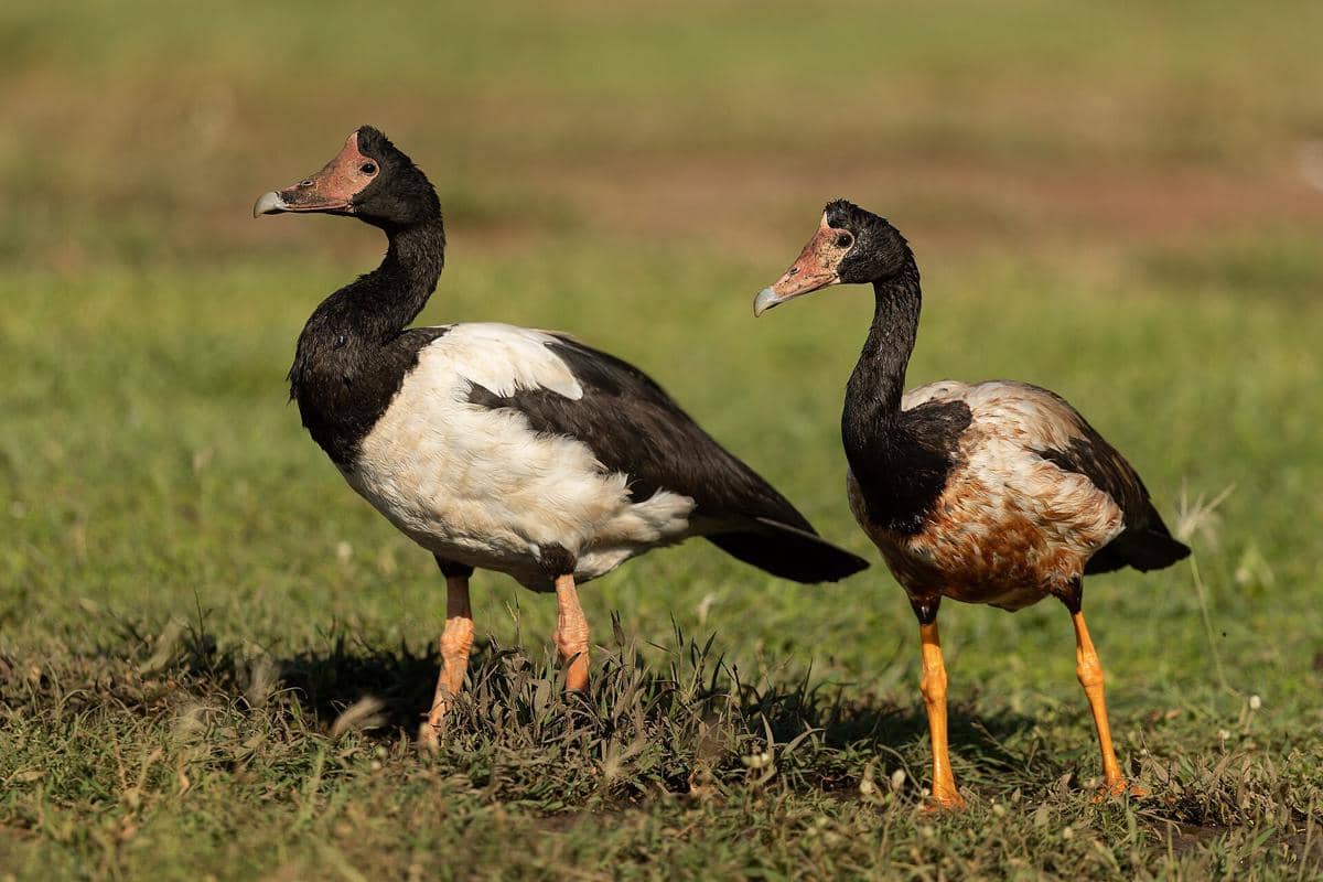 ilustrasi magpie goose yang punya tonjolan di kepala