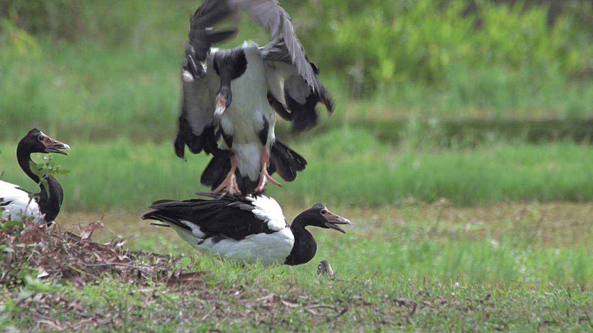 ilustrasi kelompok perkembangbiakan magpie goose