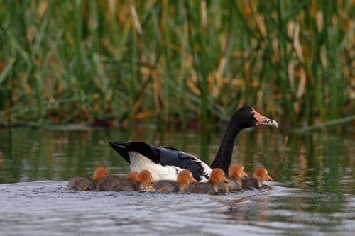 ilustrasi magpie goose dan anak-anaknya