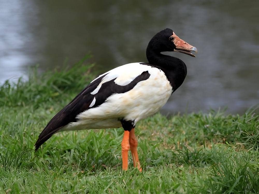 7 Fakta Unik Magpie Goose, Angsa Purba dengan Warisan Evolusi