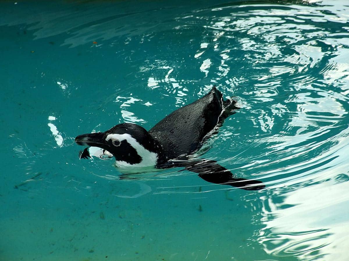 5 Ras Burung Suka Minum Air Laut, Alasan Merpati Paling Unik