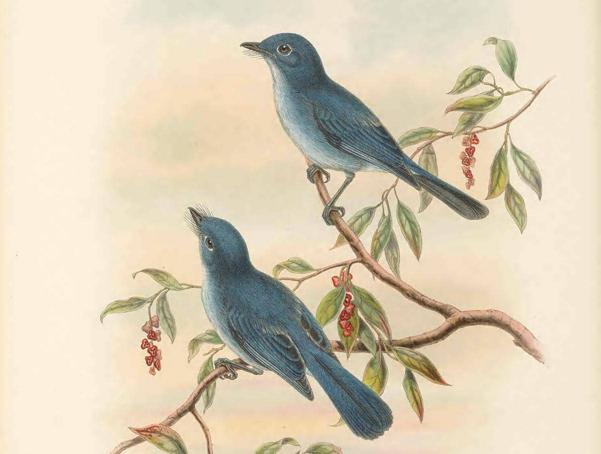 Burung seriwang sangihe