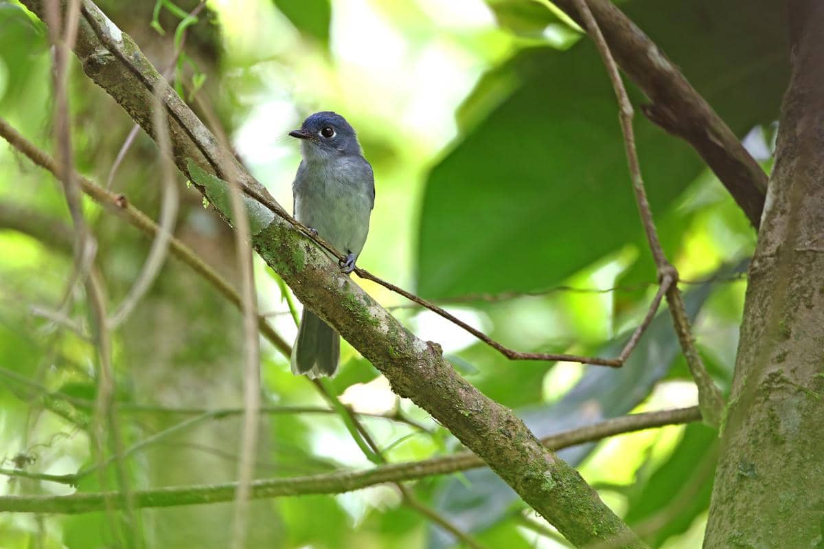 Burung seriwang sangihe