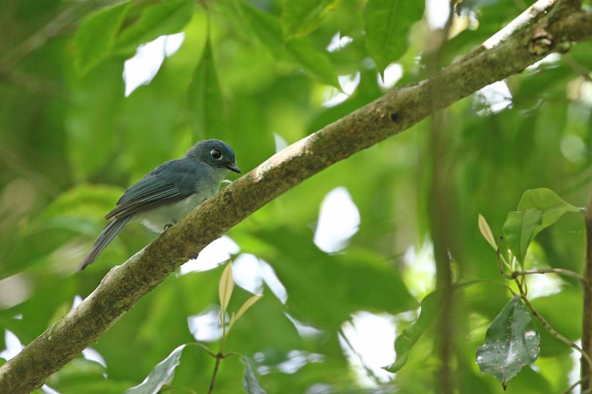 Burung seriwang sangihe