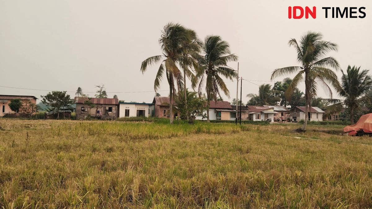 Hamparan lahan persawahan hijau di Sumatera Selatan dengan petak-petak sawah dan pepohonan di kejauhan.