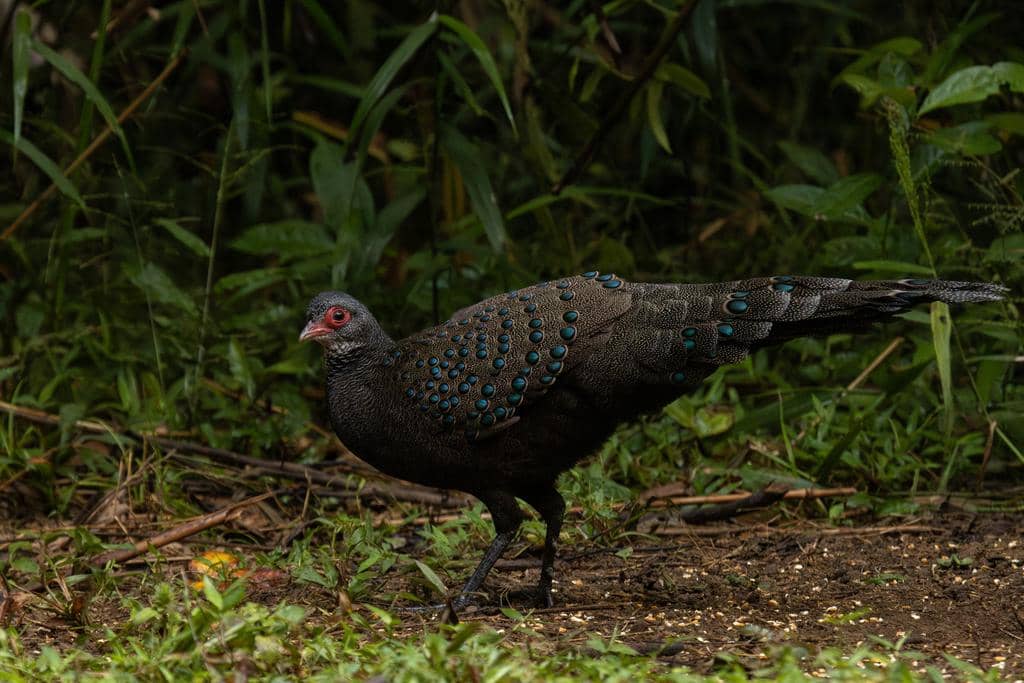 Burung Polyplectron germaini