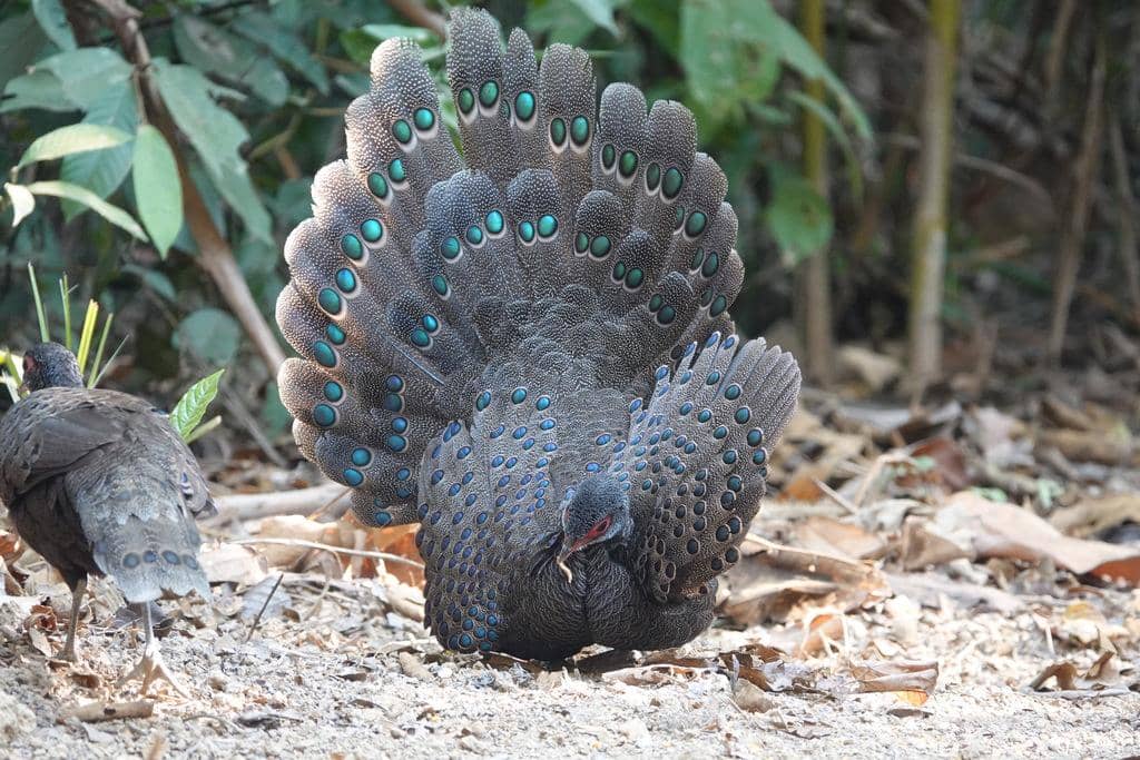 Burung Polyplectron germaini