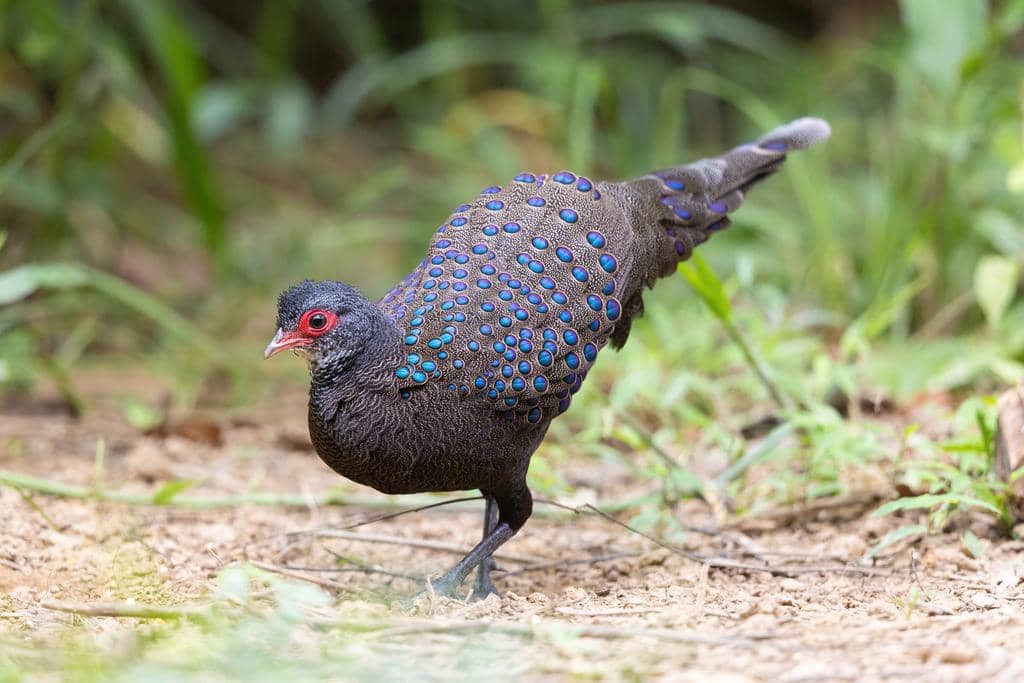 Burung Polyplectron germaini