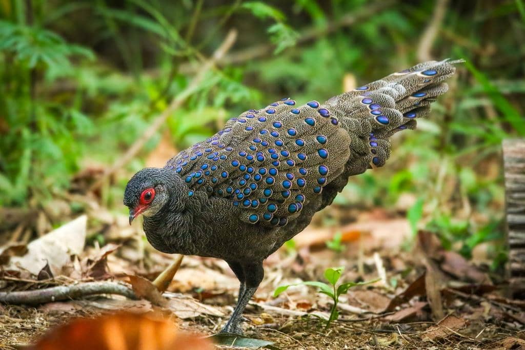 Burung Polyplectron germaini