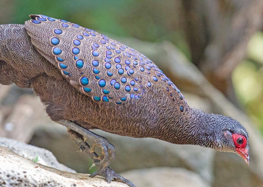 Burung Polyplectron germaini