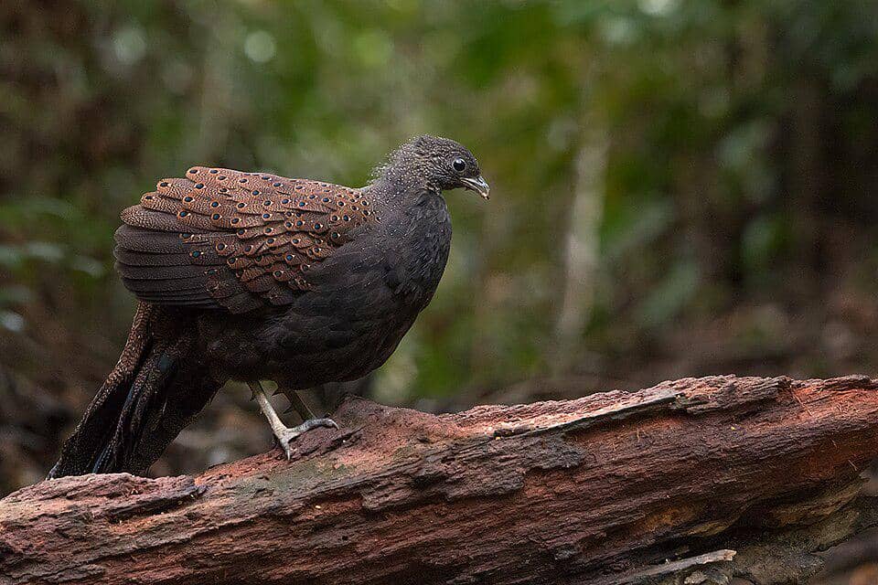 5 Fakta Mountain Peacock-Pheasant, Pegar Langka dari Hutan Pegunungan