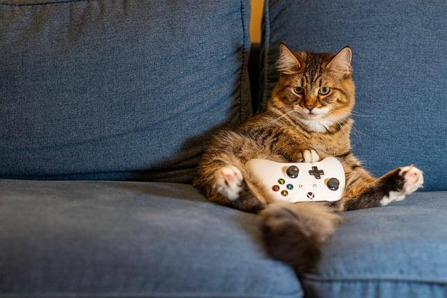 5 Langkah Melatih Kucing Duduk Dan Waktu yang Dibutuhkan