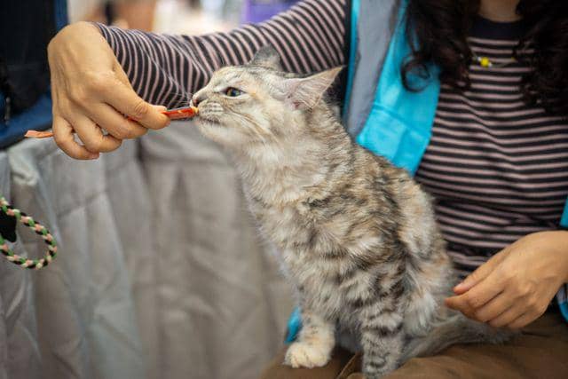 kucing