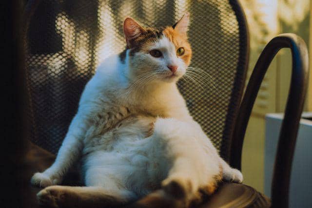 kucing