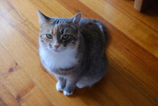 kucing 