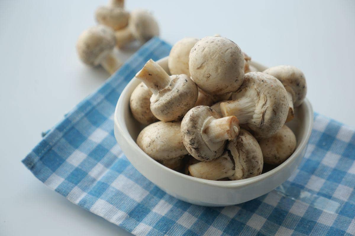 jamur champignon