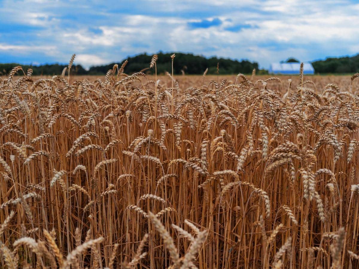 ilustrasi tanaman gandum, wheat