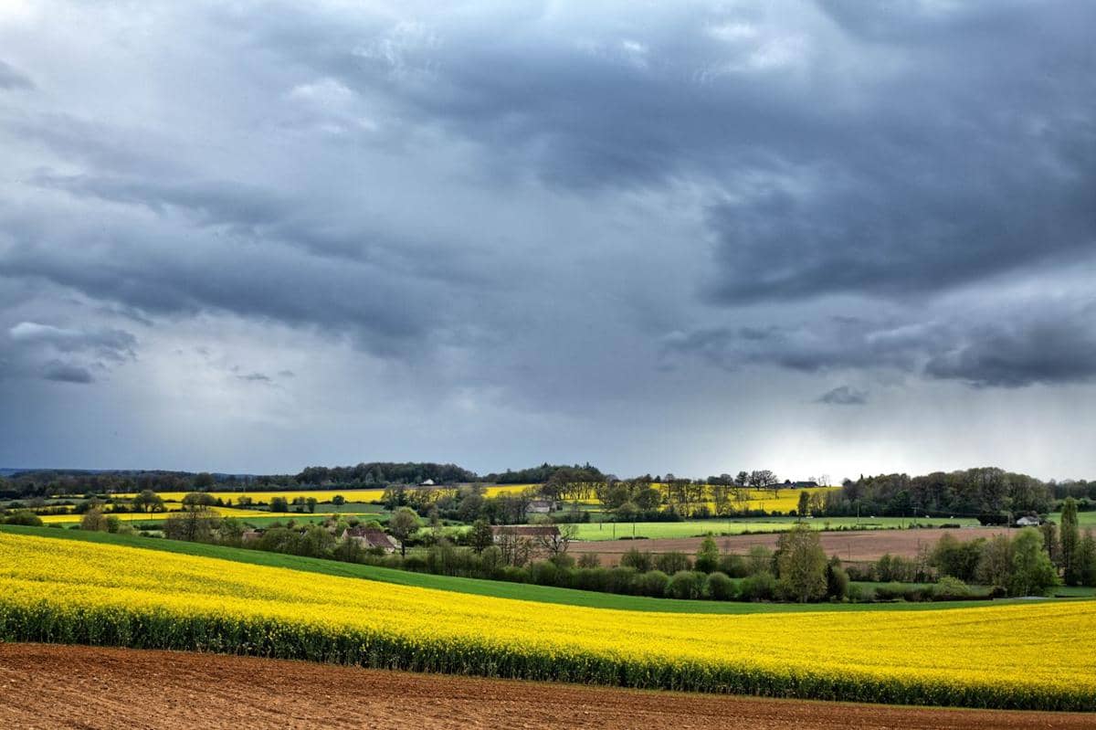 ilustrasi rapeseed, pertanian, lahan pertanian