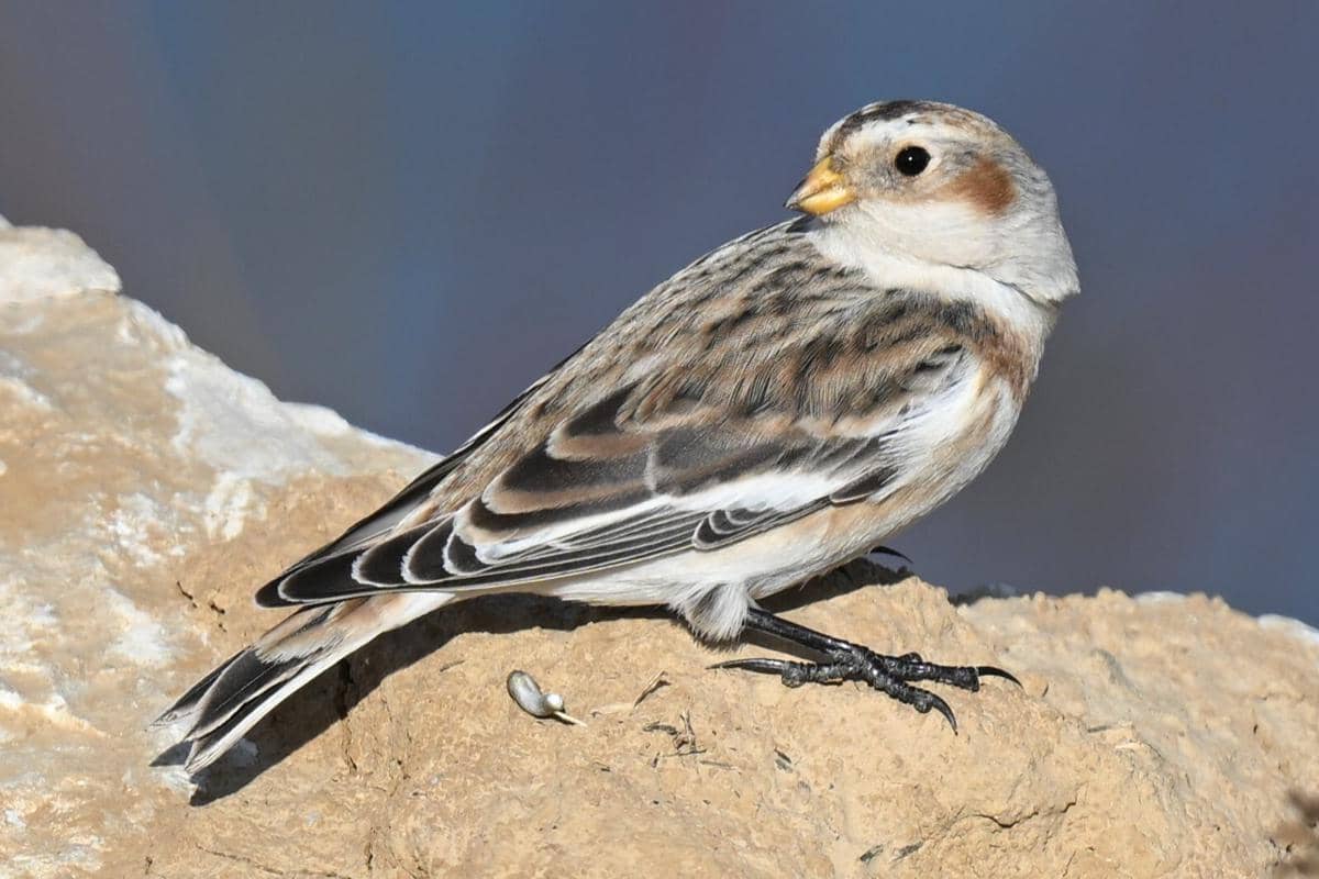 5 Fakta Snow Bunting, Bulunya Berubah Warna saat Berganti Musim