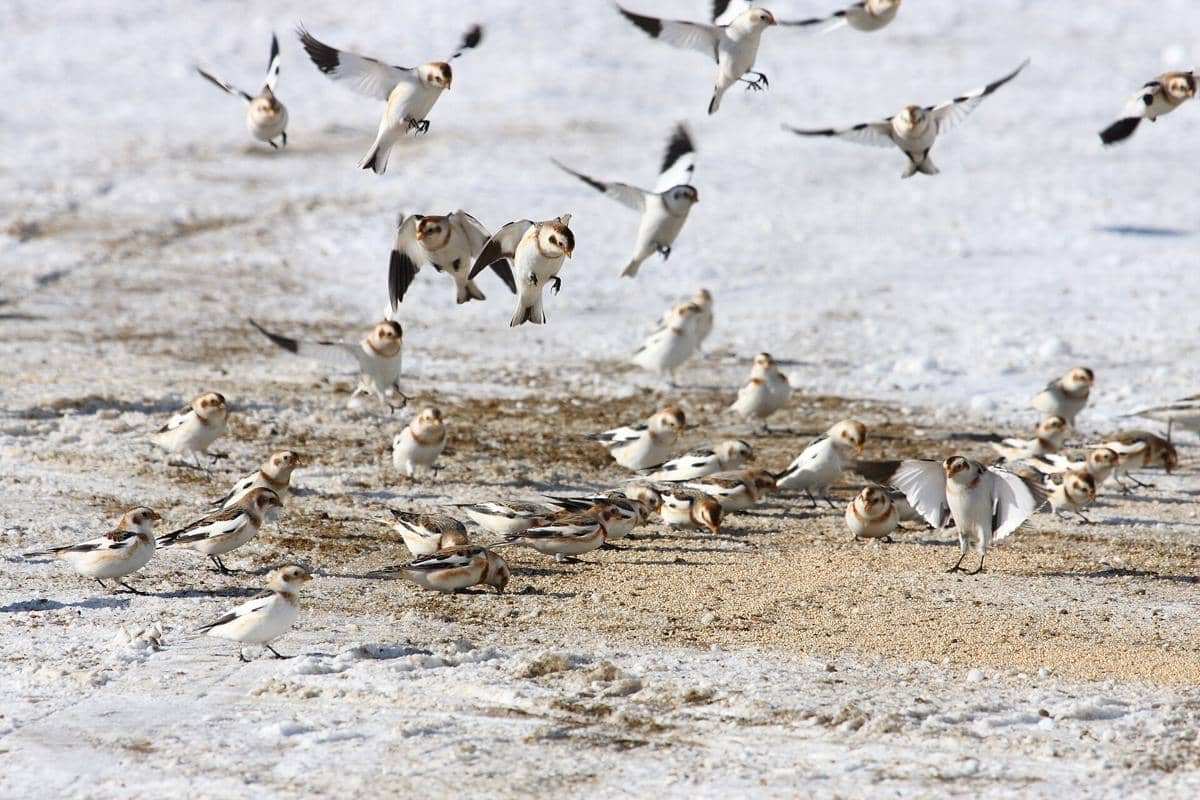 Snow Bunting