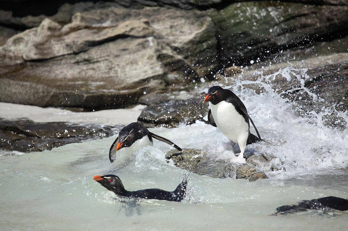 Penguin