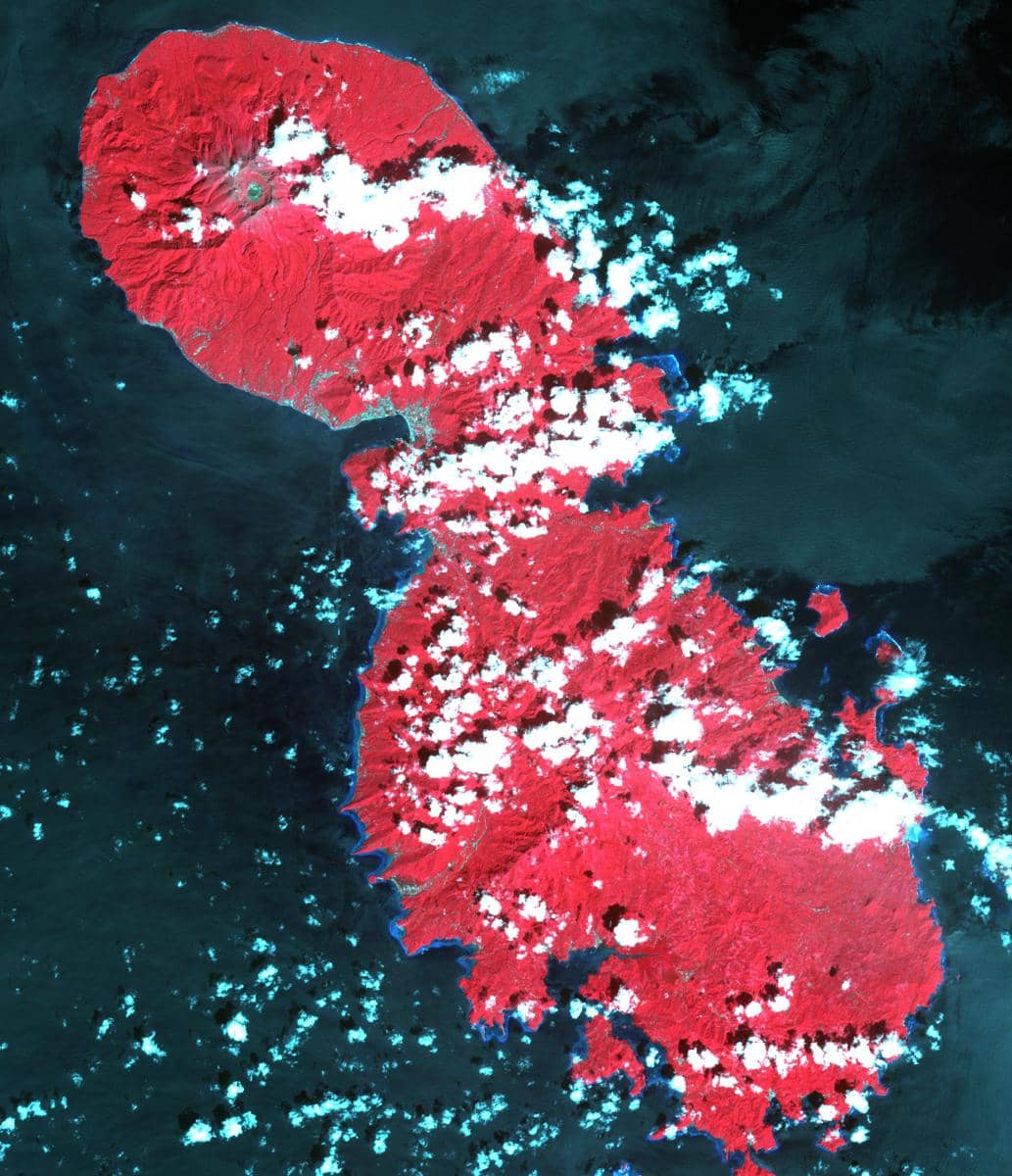 Burung seriwang sangihe hanya ditemukan di Pulau Sangihe