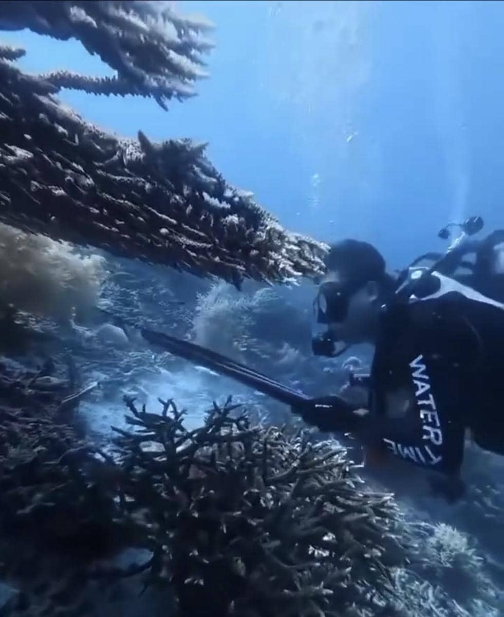 Kemenpar Kecam Keras Aksi Turis Asing yang Berburu Penyu di Raja Ampat