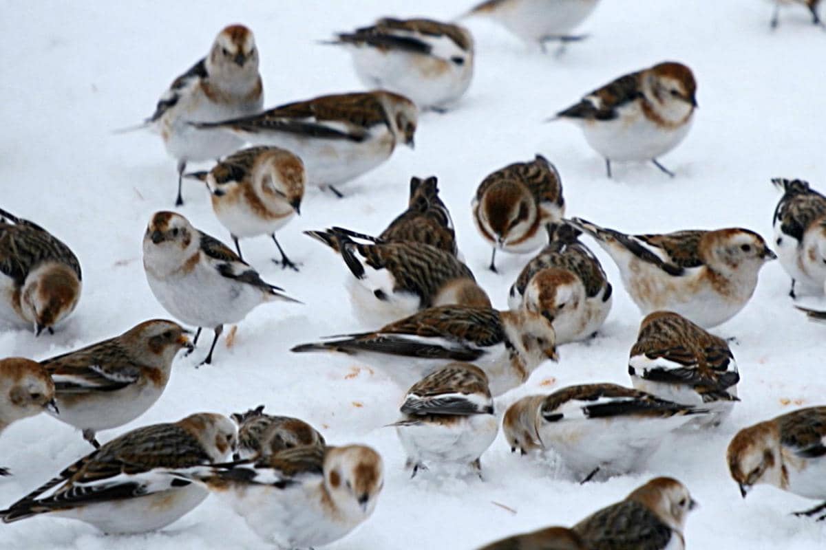 Snow Bunting