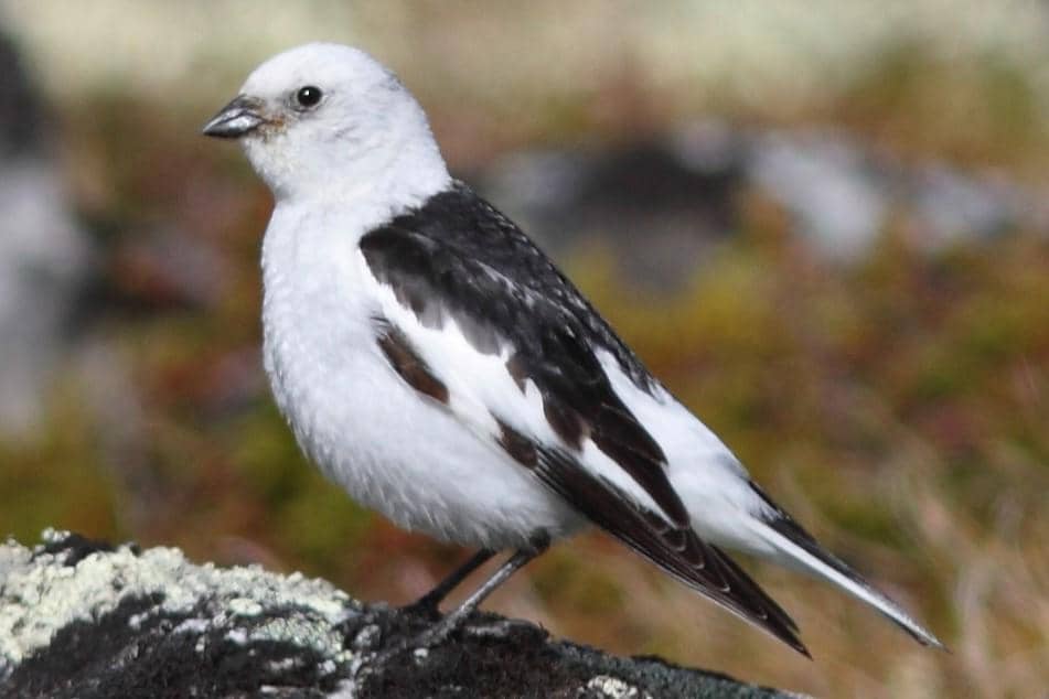 Snow Bunting