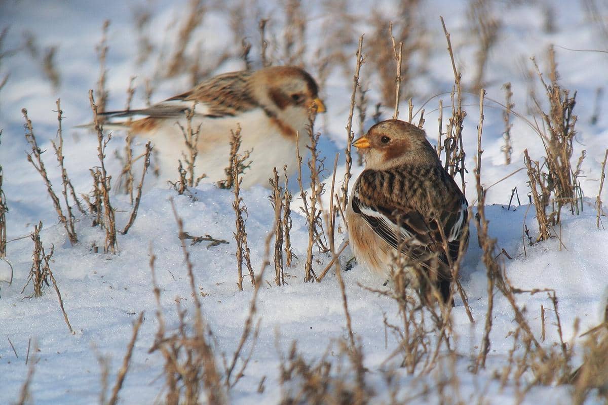 Snow Bunting