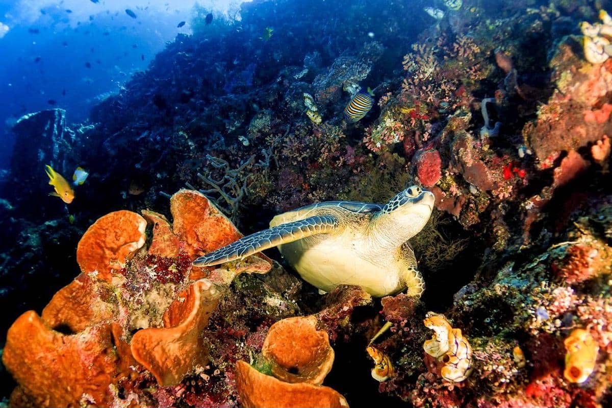 Kementerian Pariwisata RI mengecam dugaan perburuan penyu di kawasan Raja Ampat.