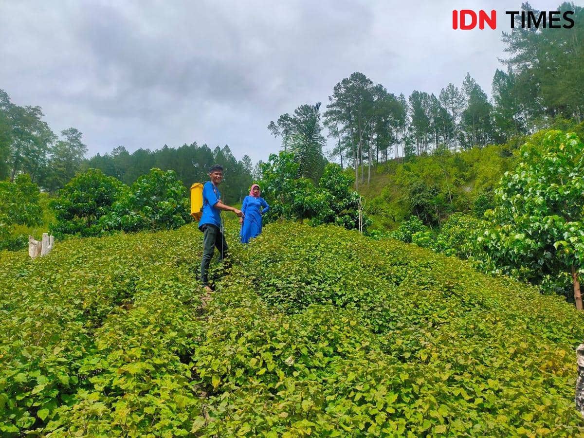 BNPB Bagikan 5 Langkah Jaga Produksi Pertanian Selama Kemarau