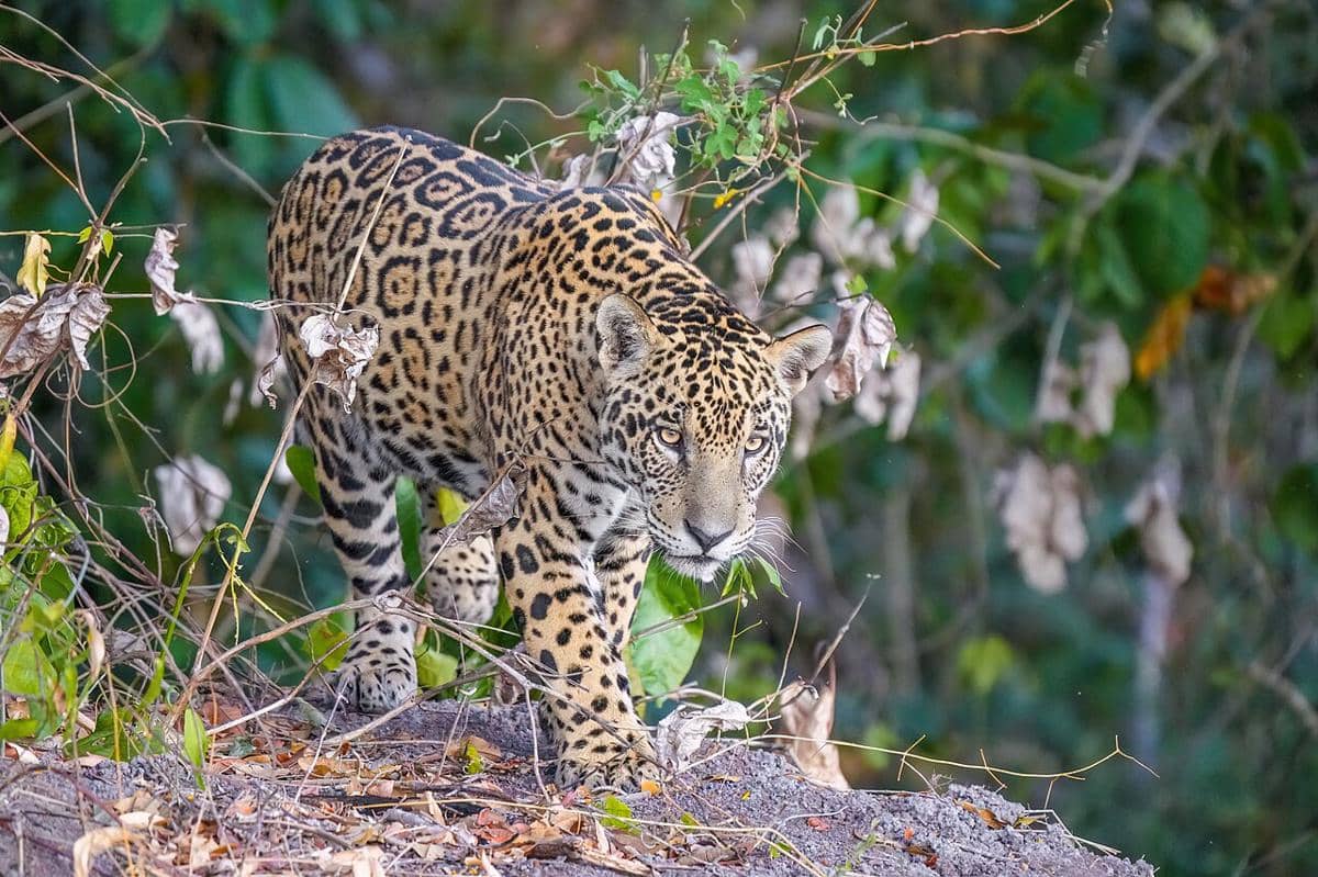 jaguar